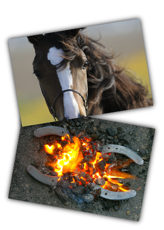 Marcus Unterberg - Der mobile Hufschmied aus Düsseldorf